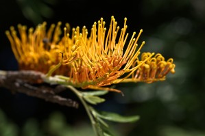 Tree Grevillea Robusta